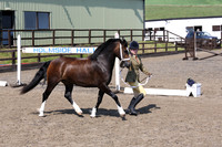 Class 30 In-hand Open - Any type up to 14.2hh