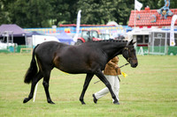 Class 23 Hunter, Sports-Mare or Geld 4yrs plus