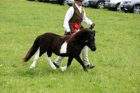 Championship-Major Shetland Pony