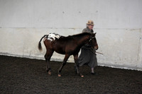 Class 19 Coloured Foal
