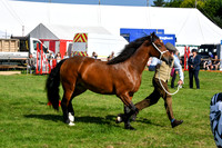 c11_1285