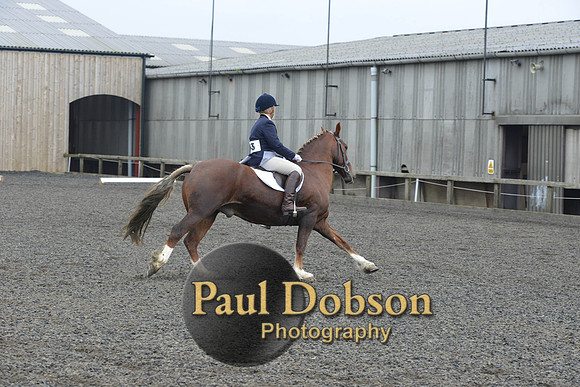 dressage-5438