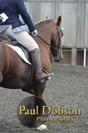 dressage-5449