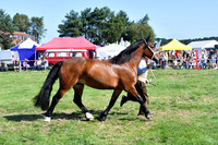 c11_1286