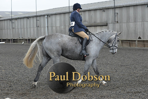 dressage-4913