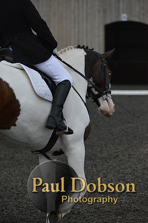 dressage-5938